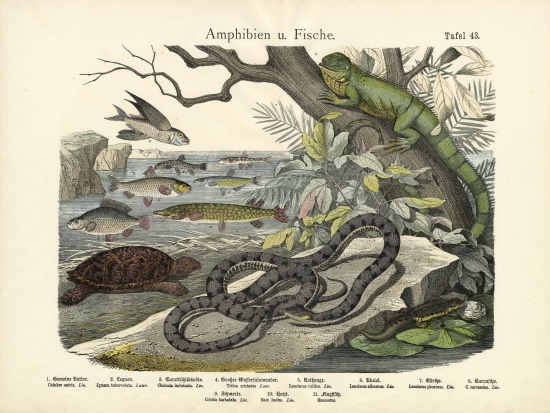 Amphibians and Fishes, c.1860 from German School, (19th century)