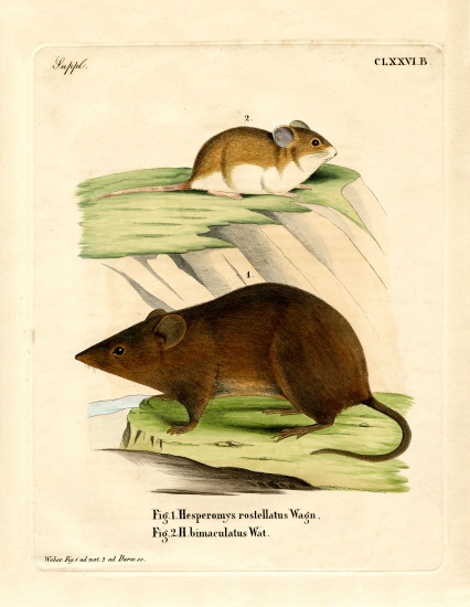 Andean Versper Mouse from German School, (19th century)