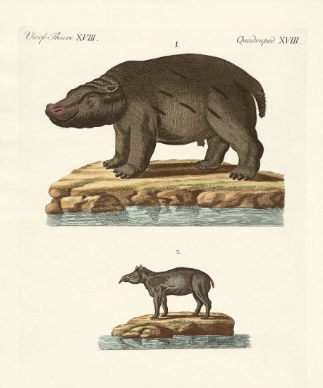 Animals from hot countries from German School, (19th century)
