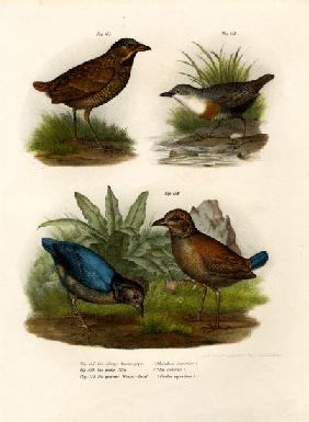 Antpitta