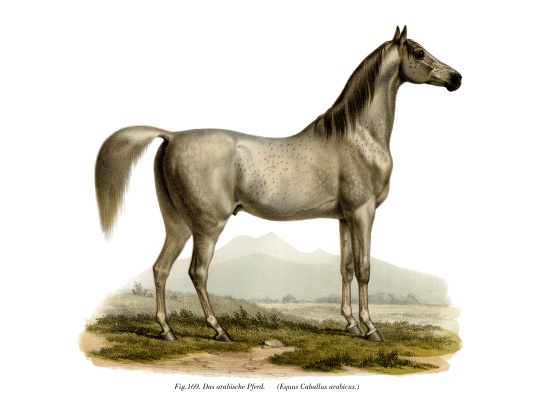 Arabian Horse from German School, (19th century)