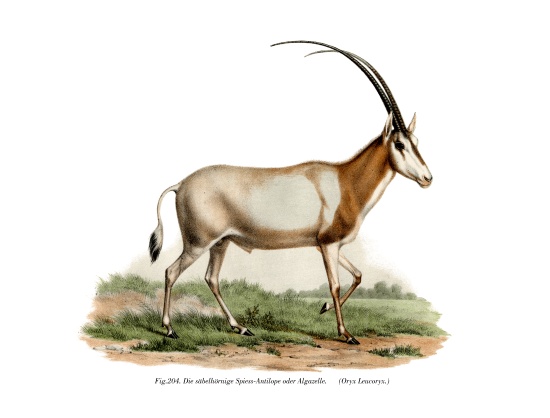 Arabian Oryx from German School, (19th century)