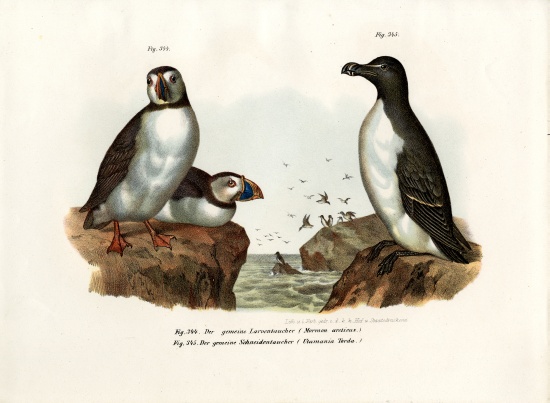Artic Puffin from German School, (19th century)