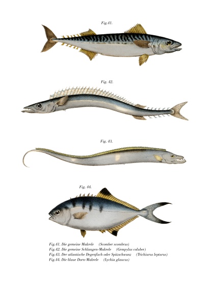 Atlantic Mackerel from German School, (19th century)