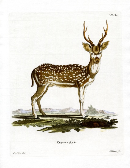 Axis Deer from German School, (19th century)