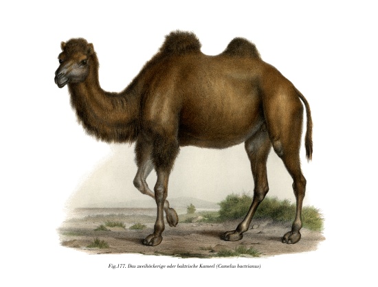 Bactrian Camel from German School, (19th century)