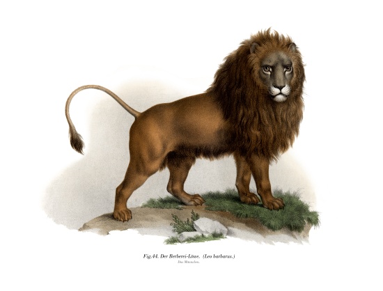 Barbary Lion from German School, (19th century)