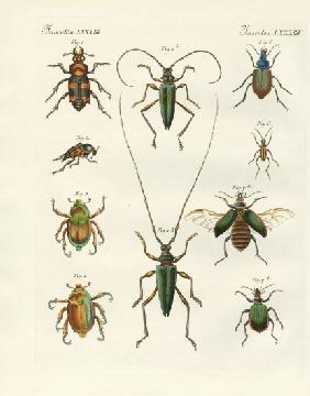 Beatiful beetles