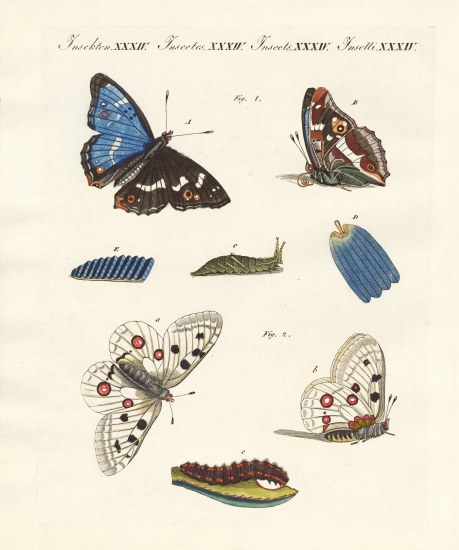 Beatiful butterflies from German School, (19th century)