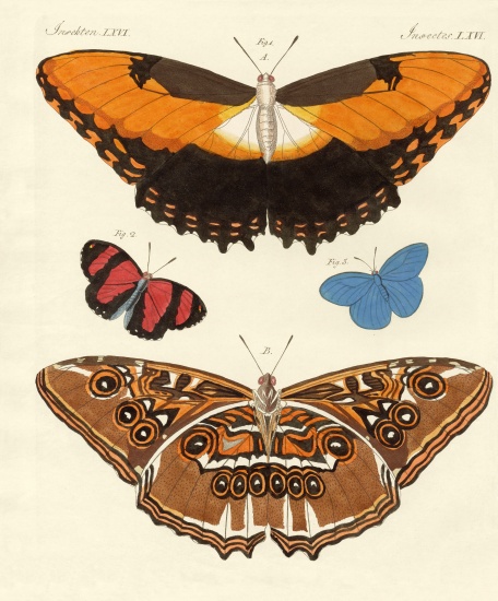 Beautiful foreign butterflies from German School, (19th century)