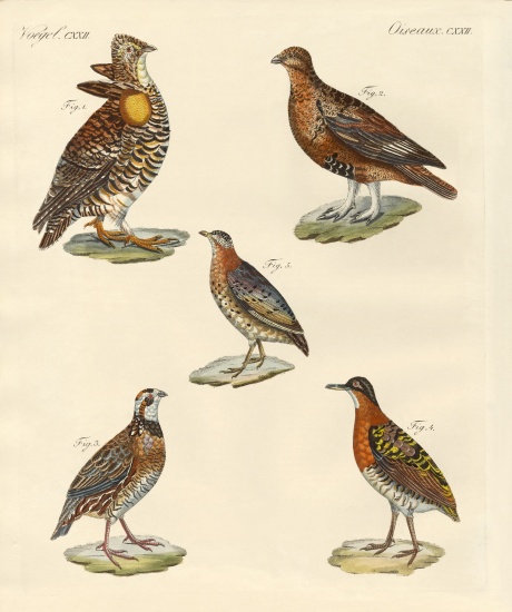 Beautiful hen-like birds from German School, (19th century)