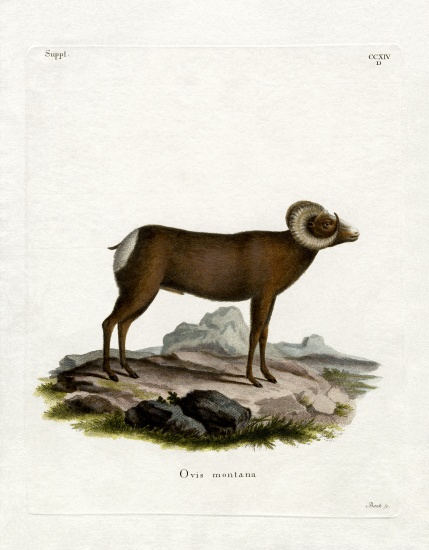 Bighorn Sheep from German School, (19th century)
