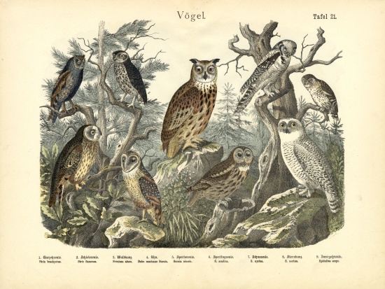 Birds, c.1860 from German School, (19th century)