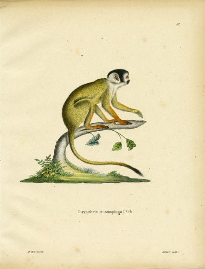 Black-headed Squirrel Monkey from German School, (19th century)
