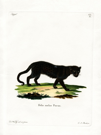 Black Leopard from German School, (19th century)