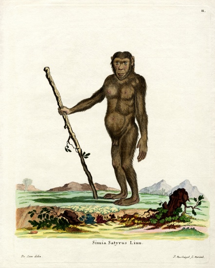 Bornean Orang-Outang from German School, (19th century)