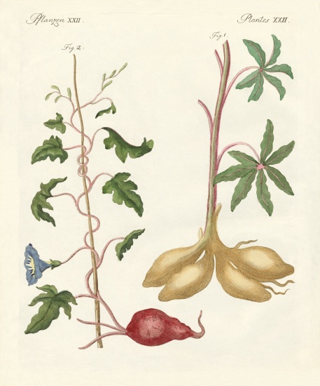 Bread plants from German School, (19th century)