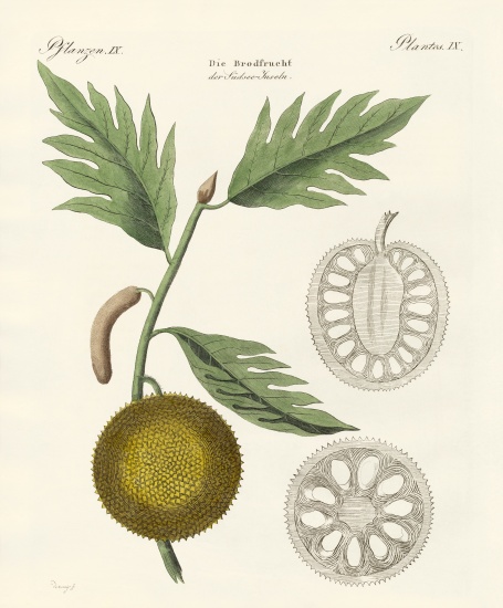 Breadfruit from German School, (19th century)
