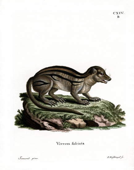 Broad-striped Malagasy Mongoose from German School, (19th century)
