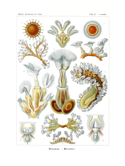 Bryozoa from German School, (19th century)