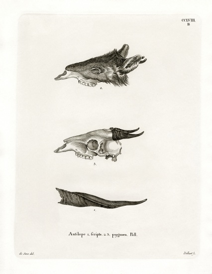Bushbuck Horns from German School, (19th century)