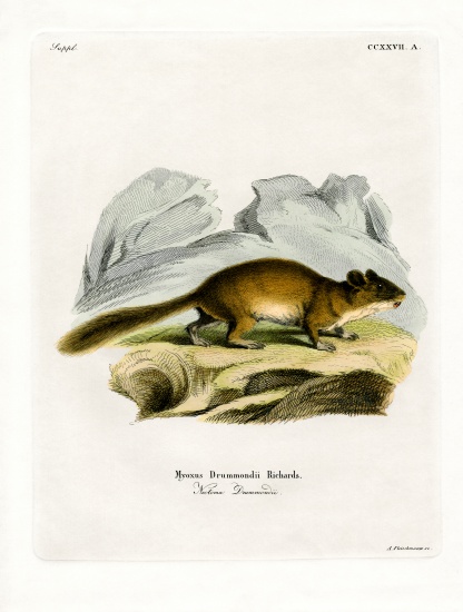 Bushy-tailed Woodrat from German School, (19th century)