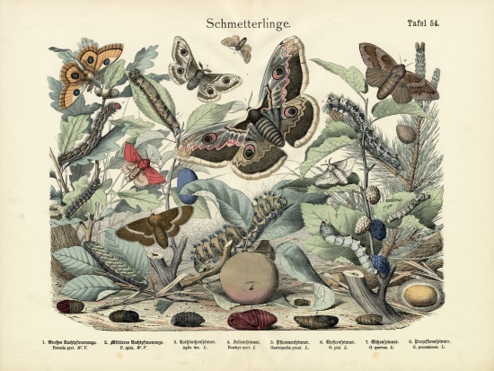 Butterflies, c.1860 from German School, (19th century)