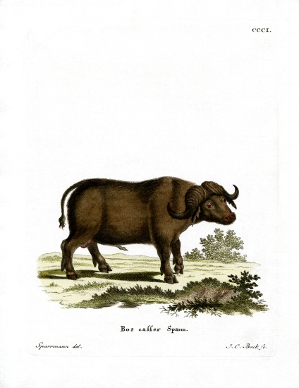 Cape Buffalo from German School, (19th century)