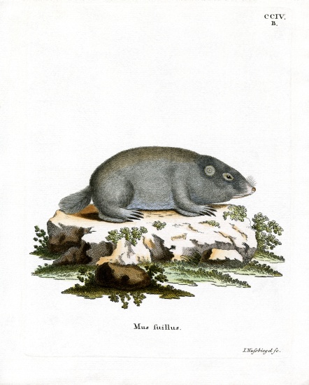 Cape Dune Mole Rat from German School, (19th century)