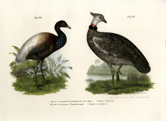 Chaja Bird from German School, (19th century)