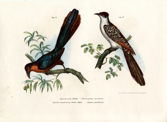 Chestnut-breasted Malkoha from German School, (19th century)