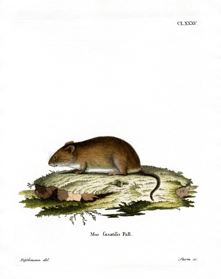 Cliff Mouse from German School, (19th century)