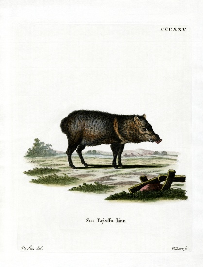 Collared Peccary from German School, (19th century)