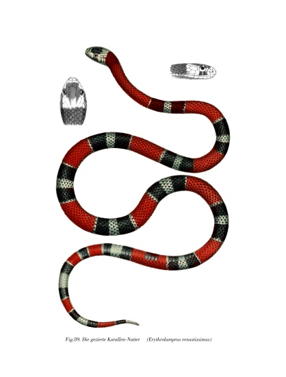 Common Neckband Snake from German School, (19th century)