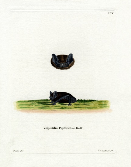 Common pipistrelle from German School, (19th century)