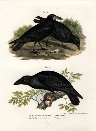 Common Raven from German School, (19th century)