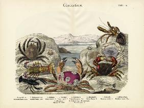 Crabs, c.1860