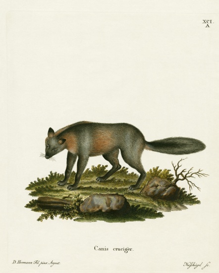 Cross Fox from German School, (19th century)