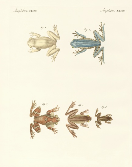 Different kinds of foreign tree frogs from German School, (19th century)
