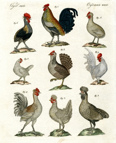 Different kinds of hens from German School, (19th century)