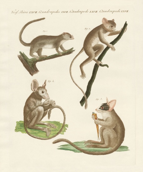 Different kinds of lemurs from German School, (19th century)