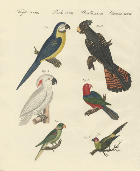 Different kinds of parrots from German School, (19th century)