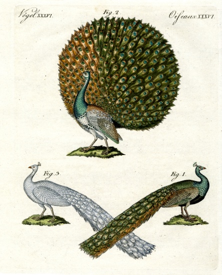 Different kinds of peacocks from German School, (19th century)