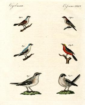 Different kinds of shrikes