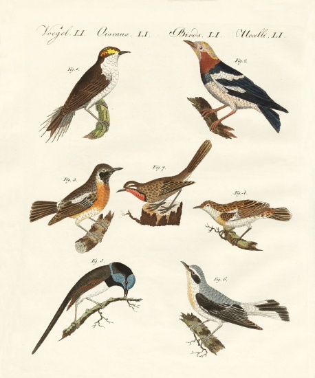 Different kinds of warbler from German School, (19th century)