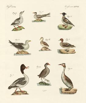 Different kinds of waterbirds