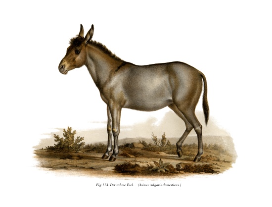 Donkey from German School, (19th century)