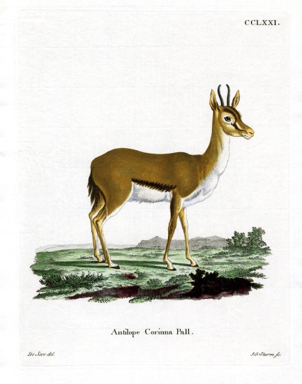 Dorcas Gazelle from German School, (19th century)
