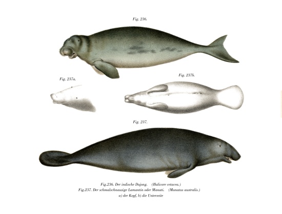 Dugong from German School, (19th century)