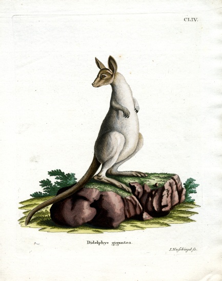 Eastern Grey Kangaroo from German School, (19th century)